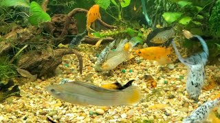 Assorted Mollies Poecilia LatipinnaVeliferaSphenops 72 Gallon 272 Liter Bow Front Aquarium [upl. by Lecia]