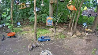 EarthCam Live Critter Cam Webster NY [upl. by Elodea157]