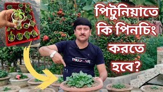 গাছ ঝাঁকড়া করতে এবং টব ভর্তি গাছে ফুল পেতে পিটুনিয়া গাছে কোন কাজগুলো করতে হবে My Garden Raju Paul [upl. by Kumler]