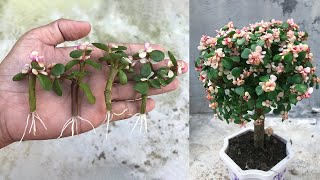 Propagation tips Dischidia Milnei takes root very quickly [upl. by Krispin]