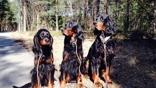 Scotch Setter  Gordon Setter  Гордон Сеттер  Шотландский Сеттер [upl. by Damalis]