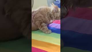 Funnycat funcat funnycat kitty youtube cat catbehavior youtubeshort trendingshorts 4ucute [upl. by Nayb907]