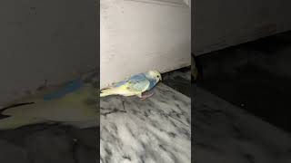 Budgies in Action Flying and Playing Outside the Cagebirdslover parrot babybudgies birdslover [upl. by Jemima]