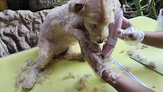 GROOMING A TOY POODLE [upl. by Britney]