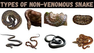 Types Of NonVenomous Snake  Snake  Snakes For Kids snake education [upl. by Marriott]