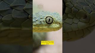 Sharp Scales Green Eyes Bush Viper [upl. by Yanehc]