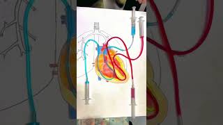 Heart model viralvideo scinceexperiment trendingshorts aishortvideo shorts [upl. by Merissa595]