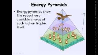 27 Food chains and food web [upl. by Nodnorb959]