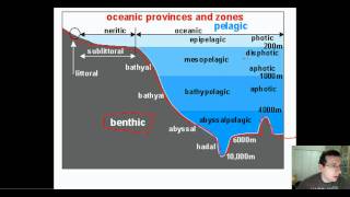 Ocean Life Part 1 Types amp Regions [upl. by Arehsat]