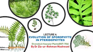 Lecture 4 Evolution of Sporophyte in Pteridophytes [upl. by Bloch275]