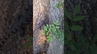 Dwarf caiman climbing a tree ‼️ [upl. by Mara107]