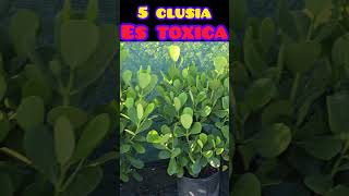 Clusia es toxica [upl. by Nonahs60]