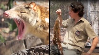 Feeding SpottedTailed Quolls also known as TIGER QUOLLS [upl. by Tullusus597]