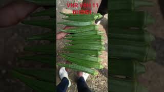 VNR Bhindi VBH 11  Okra crops Ladyfinger vegetable Indian farming  greenvegetables [upl. by Alohcin]