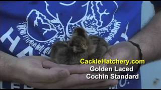 Golden Laced Cochin Standard Chicken Breed [upl. by Sainana746]