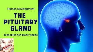 Special embryology  Development of the pituitary gland [upl. by Tomas]