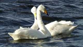 Whooper Swan Bird Call Bird Song [upl. by Tiff75]