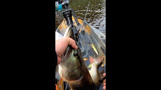 Whopper Plopper SMASHED by River Musky in a Kayak shorts [upl. by Latvina171]