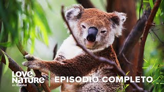 Marsupiales en PELIGRO 🦘 ⚠️ Puntos Críticos La Última Esperanza 🗾 Ep2 🍃 Love Nature [upl. by Carlyn161]