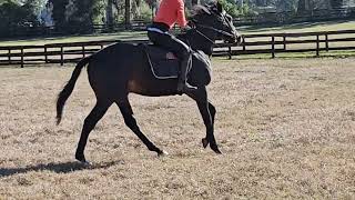 ottb foundation training yearling [upl. by Asihtal]