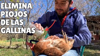 4 Remedios Naturales Para Eliminar Los PIOJOS EN GALLINAS 🐓🐣 [upl. by Niu844]