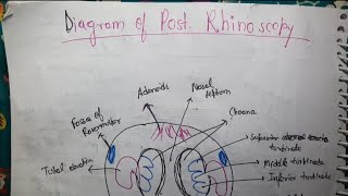 Posterior Rhinoscopy Diagram ENT [upl. by Joscelin100]