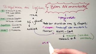 Metabolismo dos lipídeos Jejum e Bem alimentado  Bioquímica [upl. by Hairem]