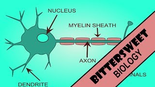 Action Potential Explained  The Neuron [upl. by Mahan]