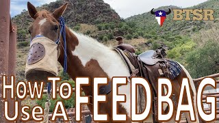 How To Use A Feedbag BTSR Horseback Trek Cavalcade [upl. by Larson]