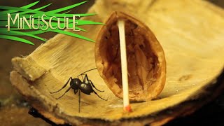 Minuscule valley of the lost ants full movie youtube free Part 4 guddoexplain shorts [upl. by Kelleher]