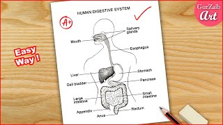 Human Digestive system Labelled Diagram Drawing  easy  step by step [upl. by Adrial143]