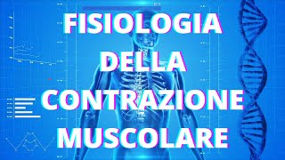 FISIOLOGIA DELLA CONTRAZIONE MUSCOLARE nel muscolo scheletrico [upl. by Paulie]