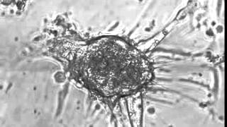 Cardiac myocyte beating [upl. by Essilrahc]