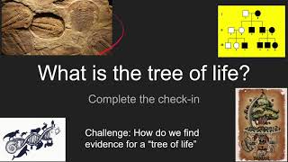 Phylogeny and the Tree of Life [upl. by Cart957]