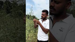 Lahar ka paudha kaisa hota hai 🌿 renumahi minivlog reel shorts [upl. by Issie]