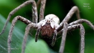 quotGuardian Spiderquot  Nursery Web Spider Pisaura mirabilis  Animalia Kingdom Show [upl. by Doownil]