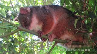 AUSTRALIAN RING TAILED POSSUM DREY NEST [upl. by Akyeluz535]