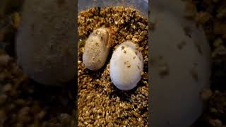 Crested Gecko Hatching [upl. by Evelyn]