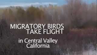 Migratory birds take flight from WRP Easement in Central Valley California [upl. by Abner]