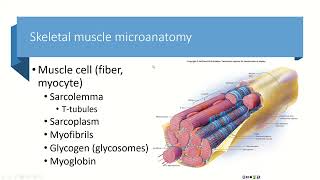 Chapters 10amp11 Part 1 Microanatomy of Muscle [upl. by Assiron]