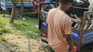 Cow UnloadingCow Walk In Hazratpur Hat Bangladesh [upl. by Ava651]