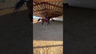 2nd time riding him first time cantering on him hes the biggest horse i rode and cantered on cutie😭 [upl. by Ameen87]