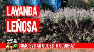 BASTA DE LAVANDAS LEÑOSAS Aprende como podar lavanda leñosa y tenela PERFECTA [upl. by Zacks]