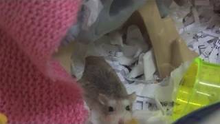 How To Take Care Of Roborovski Hamsters [upl. by Aselehc402]