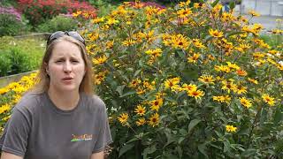 Meet Heliopsis Burning Hearts  a native smooth oxeye with flower power [upl. by Gorden605]