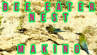 Bee eater nest digging II Beautiful bird making nest in soil II Bee eater making home II 4K VIDEO [upl. by Kendre325]