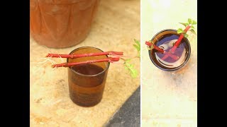 Summer PlantIresine Plant PropagationRooting Cuttings in WaterUrdu [upl. by Eiramesor]