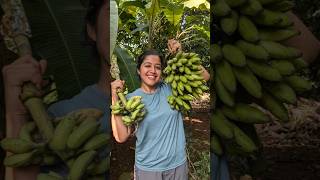 Mini Vlog 113 kokan banana homegrown fruits swanandisardesai [upl. by Guttery571]