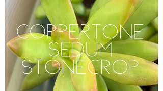 What is COPPERTONE SEDUM Propagation and Care Part 2 [upl. by Yellek477]