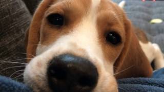 Beagle puppy licks camera lens makes cutest noise [upl. by Hillie]